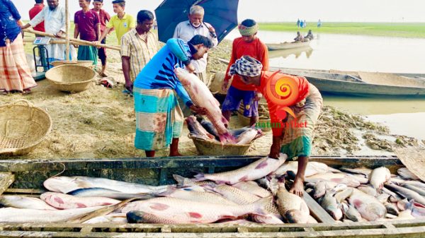 হাকালুকি যেনো মাছের স্বর্গরাজ্য! - Natun Sylhet