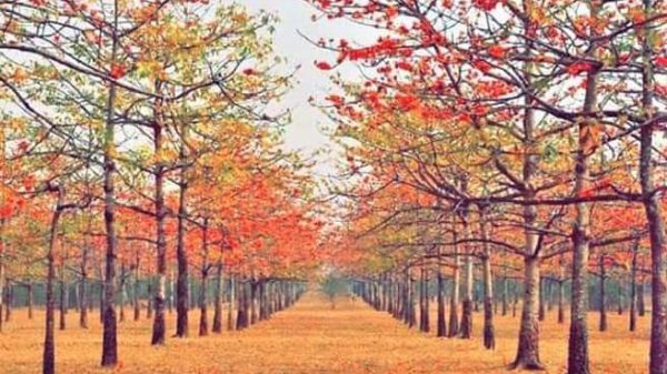 আজ ঋতুরাজ বসন্তের আগমন - Natun Sylhet