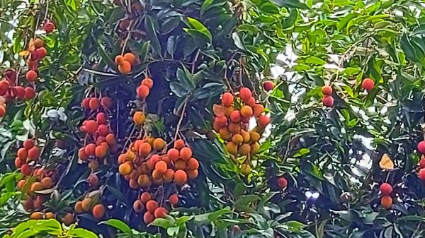 লিচুতে সুখ্যাতি সিলেটের যে গ্রামের - Natun Sylhet