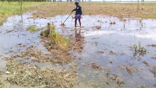 হাকালুকির ইসিএ এলাকার ২০ হাজার বৃক্ষ নিধন - Natun Sylhet