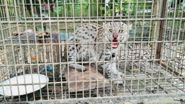 জগন্নাথপুরে মেছোবাঘ উদ্ধার - Natun Sylhet