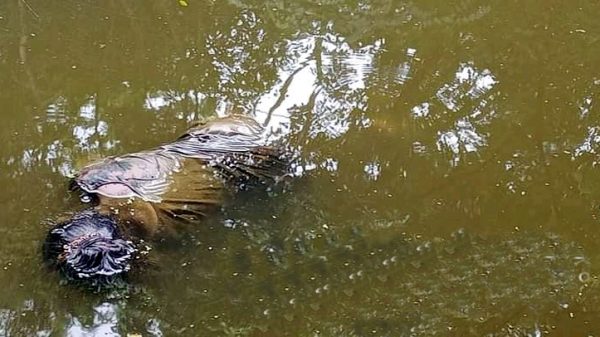 ছাতকে নিখোঁজের ২৪ঘন্টা পর গৃহবধূর মরদেহ উদ্ধার - Natun Sylhet