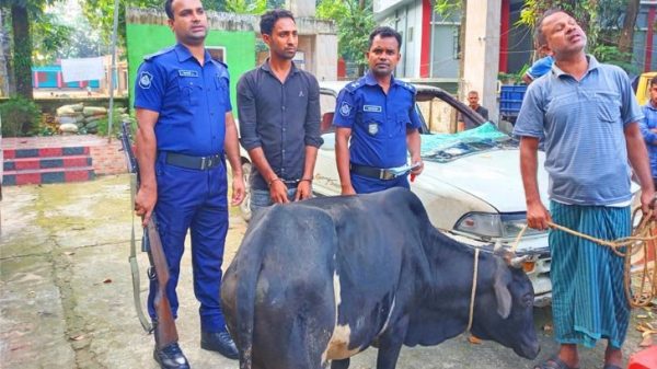 ফেঞ্চুগঞ্জে দিনে প্রাইভেটকার দিয়ে গরু চুরি, আটক ১ - Natun Sylhet