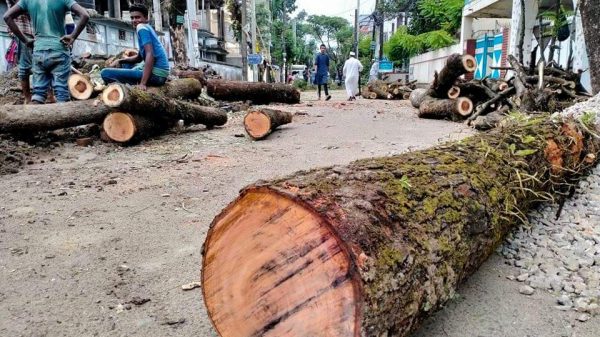 সিলেটে উন্নয়নের নামে অর্ধশত ছায়াবৃক্ষ কাটলো সিসিক - Natun Sylhet