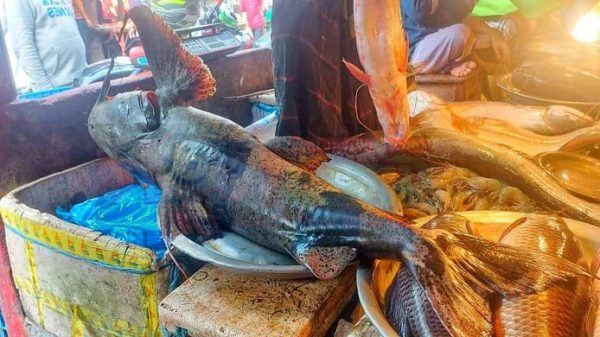 সিলেটে সুরমায় ধরা পড়লো ১২০ কেজির বাঘাইড় - Natun Sylhet