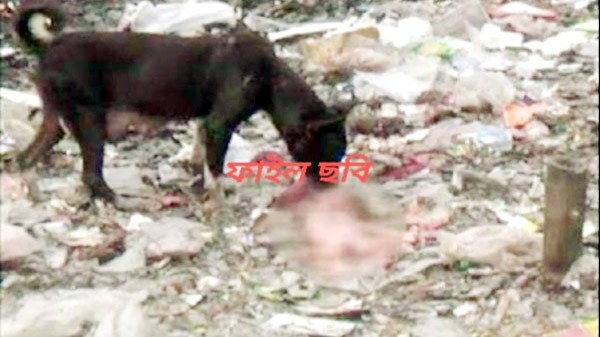 সিলেটে কুকুরে খাচ্ছিল নবজাতকের মরদেহ! - Natun Sylhet