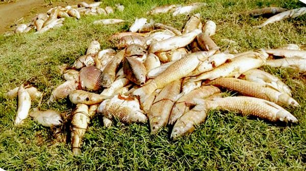 সুনামগঞ্জে বিলে বিষ প্রয়োগে মাছ নিধন - Natun Sylhet