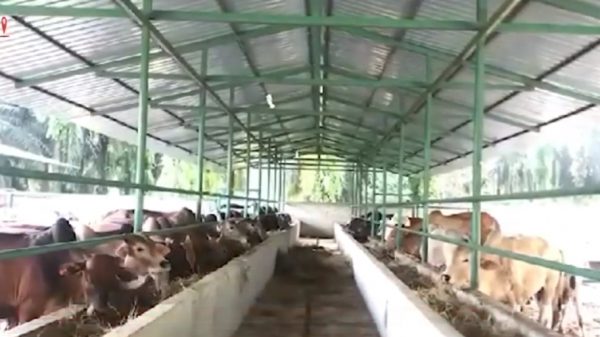 মালয়েশিয়ায় গরুর খামার করে সফল বাংলাদেশের মামুন - Natun Sylhet
