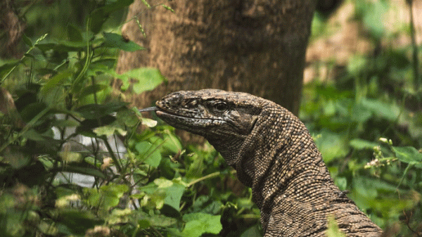 ভারতে গুই সাপকে ‘ধর্ষণ’ ৪ জনের বিরুদ্ধে মামলা - Natun Sylhet