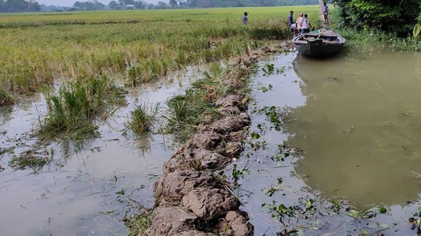জগন্নাথপুরে ঢুকছে পানি, ঝুঁকিতে হাওরে ফসল - Natun Sylhet