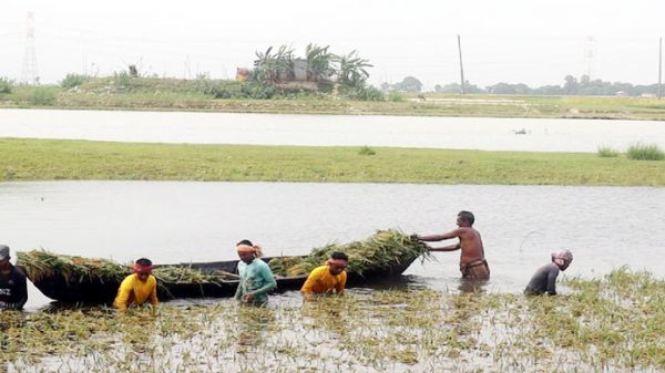 বাঁধ বাঁচাতে ক্লান্ত কৃষক, হাওরে এবার ধান কাটা শুরু - Natun Sylhet