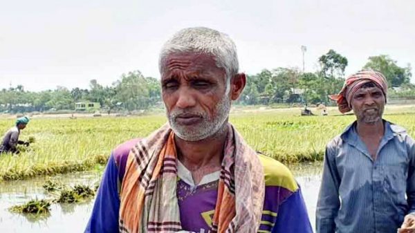 পানিতে তলিয়ে গেছে স্বপ্নের ফসল, দিশেহারা কৃষক - Natun Sylhet