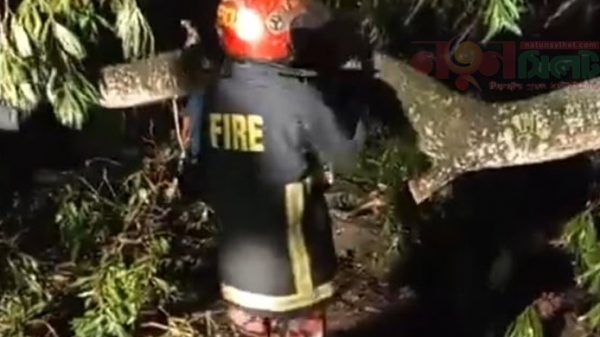 সিলেটে কাল বৈশাখী ঝড়ে গাছ পড়ে পথচারির মৃত্যু - Natun Sylhet