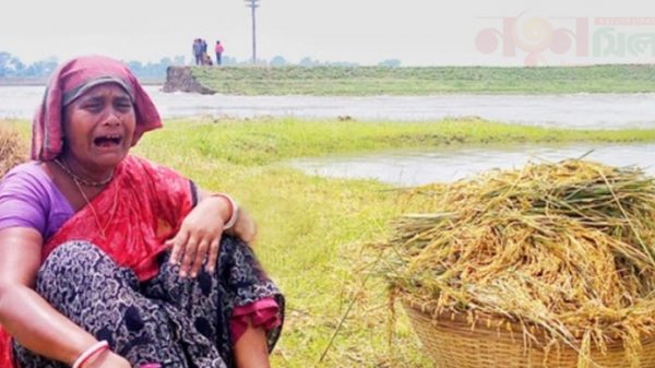 বাঁধ ভেঙে ডুবছে ধান হাওরে বসেই কাঁদছেন কৃষাণ-কৃষাণীরা - Natun Sylhet