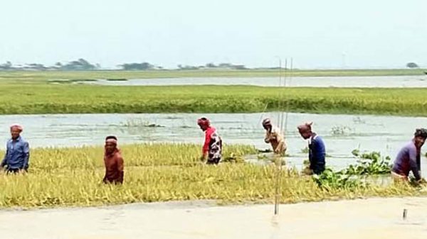 হবিগঞ্জে হাওরে ধান তোলার মহাযজ্ঞ - Natun Sylhet