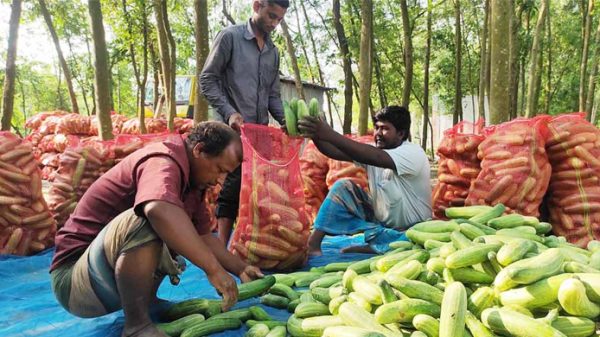 শসার কেজি সিলেটে ৬০, দিনাজপুরে ১ টাকা! - Natun Sylhet