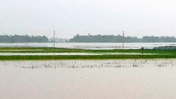 গোয়াইনঘাটে তলিয়ে গেছে ৯০০ হেক্টর ফসলী জমি - Natun Sylhet