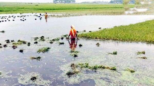 ধনু নদীর পানি বিপৎসীমার উপরে, ফসল নিয়ে শঙ্কায় চাষিরা - Natun Sylhet