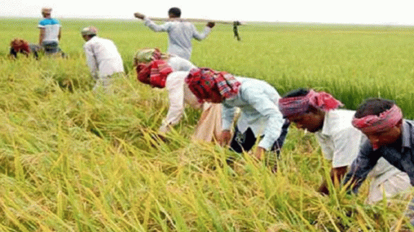 হাওরের ৯০ শতাংশ বোরো ধান কাটা শেষ: কৃষি মন্ত্রণালয় - Natun Sylhet