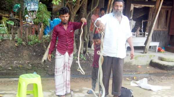সিলেটে বাসা থেকে ৩টি বিষধর সাপ উদ্ধার - Natun Sylhet