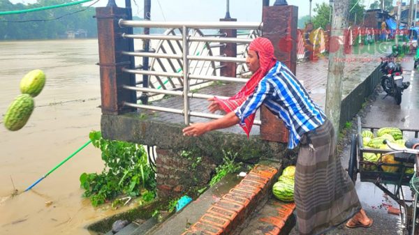 সিলেটে তরমুজ এখন ‘গলারকাটা’ ফেলা হচ্ছে নদীতে - Natun Sylhet