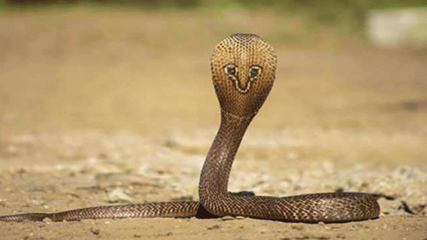 পালিত সাপের ছোবলে প্রাণ গেল যুবকের - Natun Sylhet