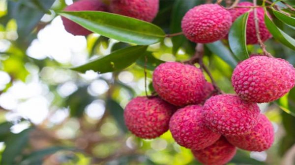 হৃদরোগ-ক্যান্সারের ঝুঁকি কমায় লিচু - Natun Sylhet