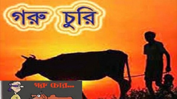 মৌলভীবাজারে ১০ দিনের ব্যবধানে ১৩টি গরু চুরি - Natun Sylhet