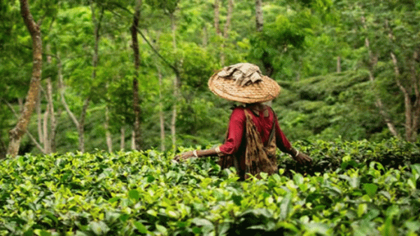 ঈদের ছুটিতে ভ্রমণ হোক শ্রীমঙ্গলে, যা যা দেখবেন - Natun Sylhet