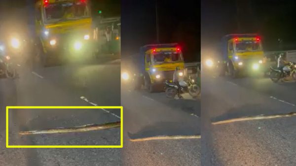 রাস্তা দিয়ে পাড়ি দিচ্ছে অজগর, গাড়ি থামিয়ে চালকদের অপেক্ষা - Natun Sylhet