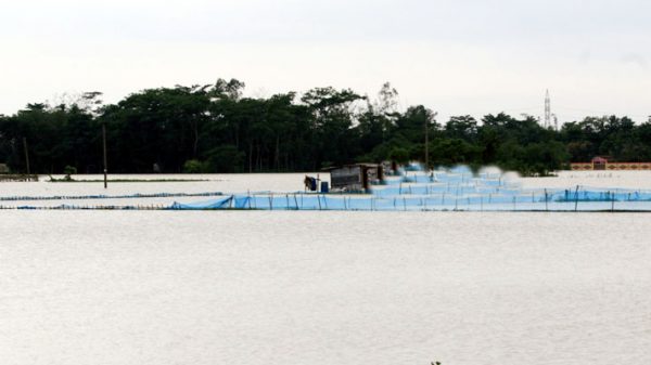 সিলেটে বন্যায় মৎস্য সম্পদের ক্ষতি ২১ কোটি টাকা - Natun Sylhet