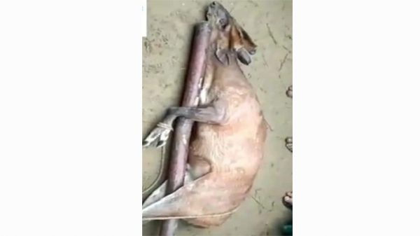 কানাইঘাটে হরিণ জবাই করে মাংস খাওয়ার নিয়ে ভিডিও ভাইরাল - Natun Sylhet