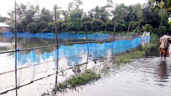 সিলেটে বন্যায় ১৪০ কোটি টাকার মৎস সম্পদের ক্ষতি - Natun Sylhet