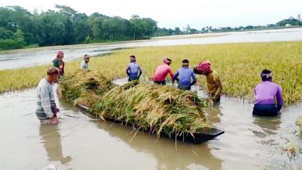 সিলেটে ক্ষতিগ্রস্ত কৃষকের ঋণ আদায় স্থগিত, পাবেন নতুন ঋণ - Natun Sylhet