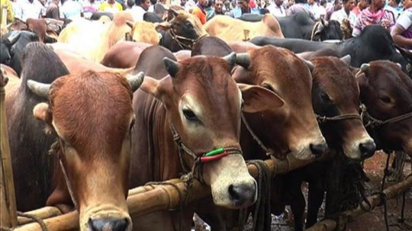 সিলেট নগরীর ৬টি স্থানে বসবে কোরবানির পশুর হাট - Natun Sylhet