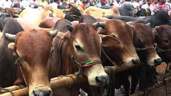 সিলেটে বসবে ৪১টি কোরবানির গবাদি পশুর হাট - Natun Sylhet