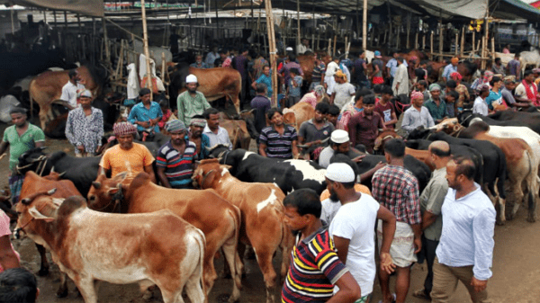 সিলেটসহ সারাদেশে বসছে ৪৪০৭ গবাদি পশুর হাট - Natun Sylhet