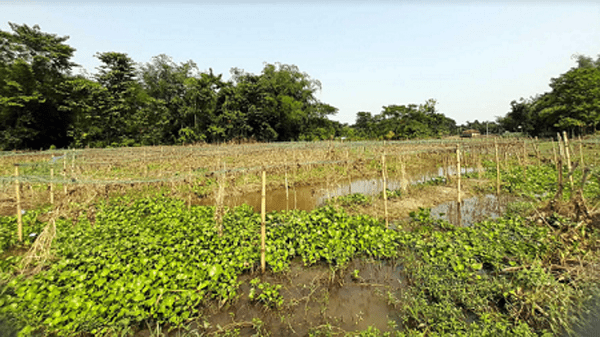 সিলেটে বন্যায় কৃষিখাতেই ক্ষতি ৩৪ কোটি টাকা - Natun Sylhet