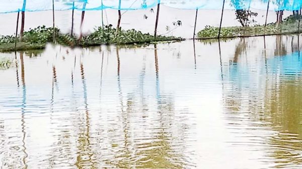 হবিগঞ্জে বানের পানিতে তলিয়ে গেছে শত কোটি টাকার মাছ - Natun Sylhet