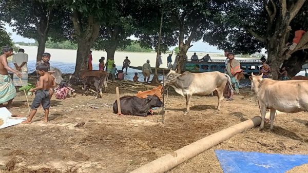 পৌনে চার লাখ পশু-পাখি হারিয়েছেন সুনামগঞ্জের বানভাসিরা - Natun Sylhet
