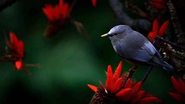 সাতছড়ি জাতীয় উদ্যানের পাখির ছবি পেল আন্তর্জাতিক পুরস্কার - Natun Sylhet