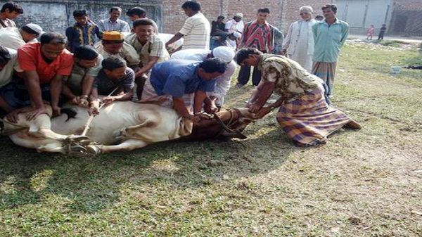 সিলেটে এবার ৩ লাখ ৯২ হাজার ৫৮৩টি গবাদিপশু কোরবানি - Natun Sylhet