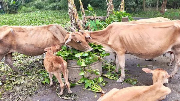 হাওরপাড়ে গবাদিপশু নিয়ে বিপাকে বন্যাকবলিত মানুষ - Natun Sylhet