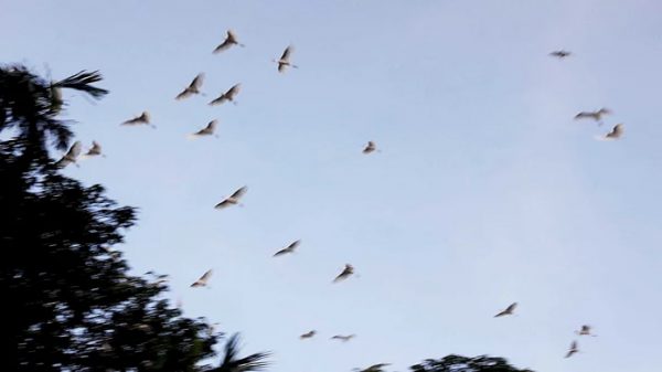 মৌলভীবাজারে পাখির মায়ায় ছাড়তে হয়েছে ফল ও মাছের আশা - Natun Sylhet