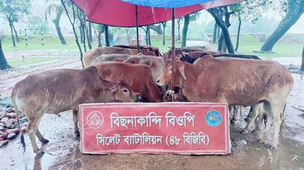 সিলেট সীমান্তে ২৪ ভারতীয় গরু আটক - Natun Sylhet