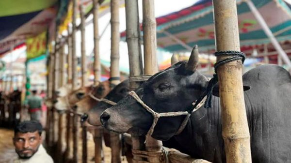 সিলেটে কোরবানীর পশুর হাটে ক্রেতা কম, দাম বেশি - Natun Sylhet