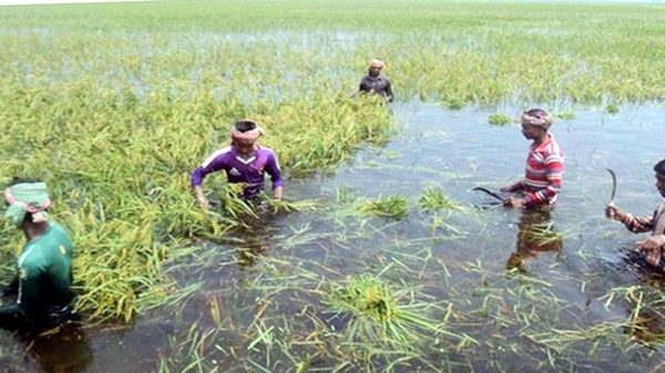 সিলেটে কৃষকদের মাঝে সাড়ে ৩ কোটির টাকার সহায়তা - Natun Sylhet
