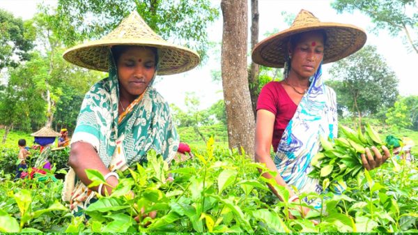 ১৩ দিন পর প্রাণ ফিরেছে চা বাগানে - Natun Sylhet
