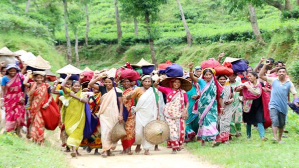 সিলেটে বাগানে বাগানে চা শ্রমিকদের আনন্দ মিছিল - Natun Sylhet