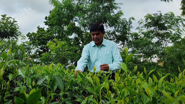 চায়ের নতুন জাত উদ্ভাবনে সিকৃবিতে চা নিয়ে গবেষণা - Natun Sylhet